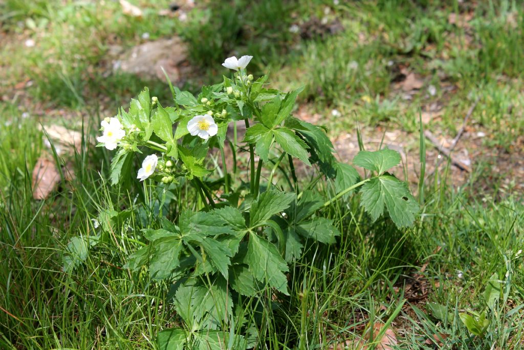 Ranunculus aconitifolius / Ranuncolo a foglie di aconito